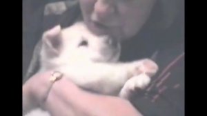 Волэнд - собака с волчьей кровью. Родоначальник породы Лобо