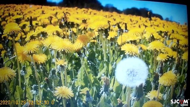 Прополка сорняка мазахистка. РозШпат одна одинёшенька. Золотая антилопа гну. смотреть онлайн