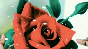 Игорь Виданов "Розы на снегу"