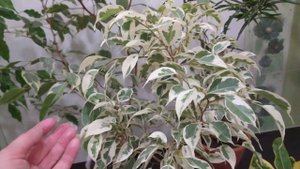 КОМНАТНЫЙ ЦВЕТНИК. КОМНАТНЫЕ ЦВЕТЫ -  ПЕСТРОЛИСТНЫЕ ДЕРЕВЦА