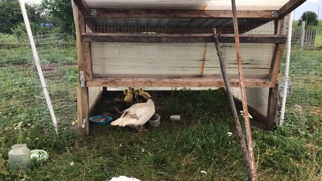 Индоутка - рекордсменка / Деревенские будни / Цены на Индоутят и Гусят / Умерли все Кролики ? смотреть онлайн