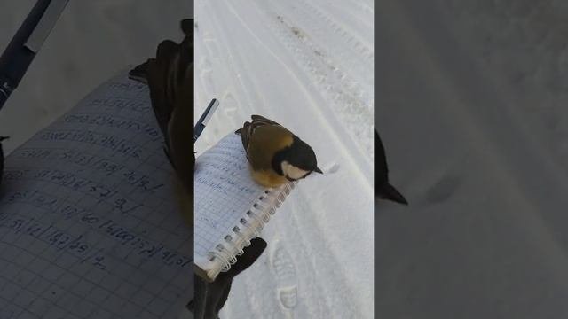 Синица просит есть