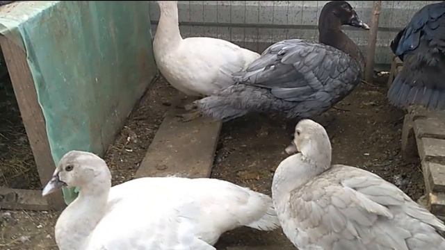 Окрасы индоуток лаванда, изумруд, голубые, серебро смотреть онлайн