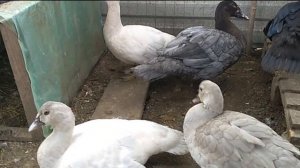 Окрасы индоуток лаванда, изумруд, голубые, серебро