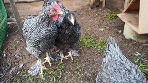 Цыплята Мехеленской кукушки от 0 до 2,5 месяцев.