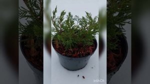 Можжевельник Пфитцериана Минт Джулеп из Wildberries.