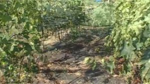 Междурядья винограда.  Как лучше копать или не копать???