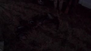 Охота на гуся в Казахстане 2022! Атака голодных гусей! Белолобые гуси прилетели!  Аркалык 4K