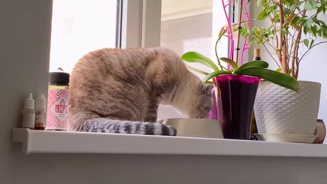 ВОНЬ ИЗО РТА ЩЕНКА? С чем связан неприятный запах, наш опыт. Акита ину смотреть онлайн