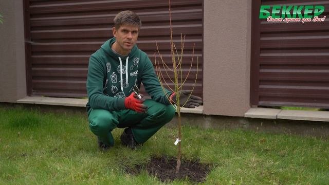 Обрезка и формирование саженцев. Как обрезать саженцы? правильное формирование скелета