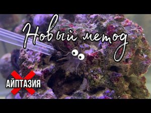 Борьба с айптазией (новый метод) | Морской аквариум
