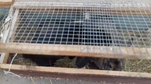 Купить кролика на рынке или на авито? Что есть в продаже. Покрытие крольчихи в багажнике