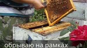 смена матки в пчелиной семье, при помощи прививочной рамки - часть 2