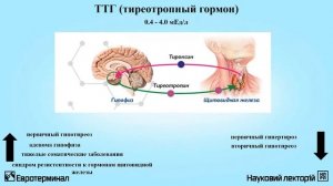 Клиническая лабораторная диагностика. Лекция 14