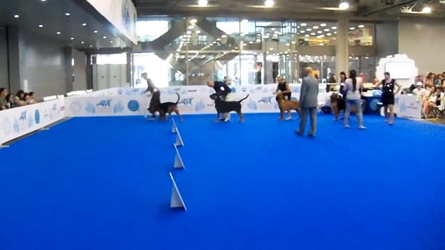 WDS 2016 Ринг бладхаундов Сравнение на ЛК смотреть онлайн