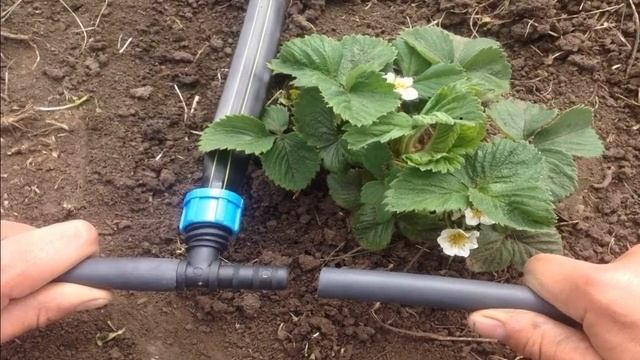 Капельный Полив Дачный смотреть онлайн