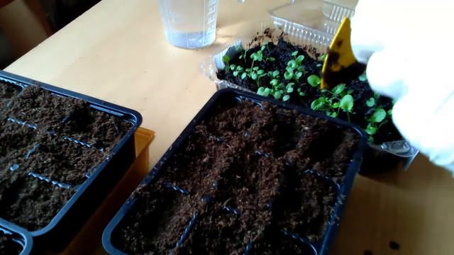 Пикируем ВИОЛУ Анютины глазки! смотреть онлайн