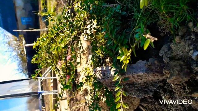 Осенняя клумба хризантемы альпийская горка хвойные смотреть онлайн