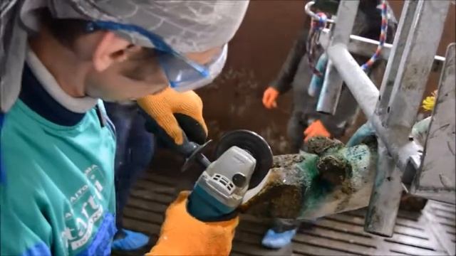 Практическая часть семинара. Обработка и обрезка копыт КРС смотреть онлайн