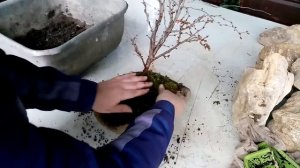 Бонсай вишня японская Kojou-no-mai