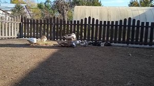 Почему Индоутки Плохо Растут. Сколько Уток Оставлю на Племя _ Мускусные утки.