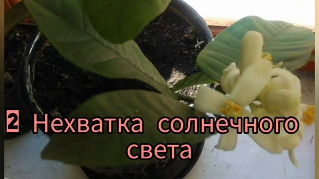 Как заставить цвести ЛИМОН в домашних условиях. смотреть онлайн