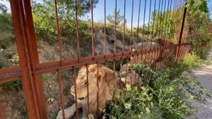 Гирей становится ОЧЕНЬ МОЩНЫМ ЛЬВОМ !