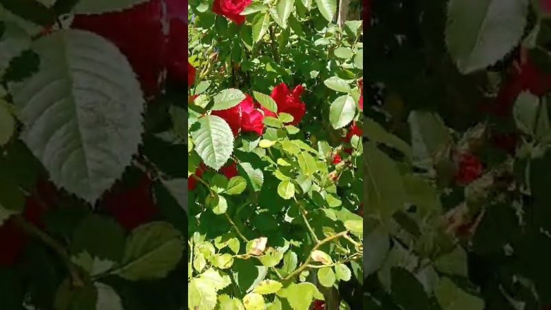 Плетистые розы цветут на даче
