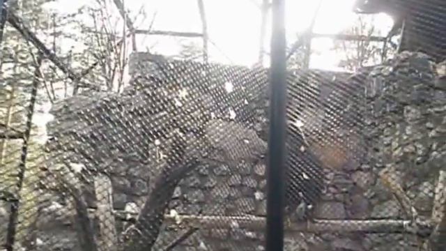 новосибирский зоопарк разные птицы 5 часть смотреть онлайн