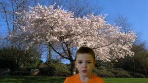 Вишня. Михаил Исаковский