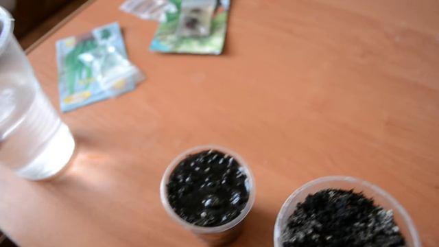 Замиокулькас из листа!!!!!!!!! Часть1. смотреть онлайн