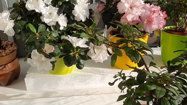 Уход за Азалией в домашних условиях. Как правильно ухаживать за Азалией. Комнатный рододендрон.