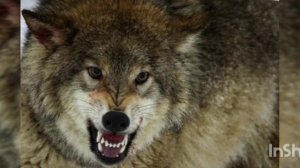 Любовь волчья