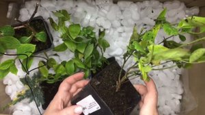 Посылка из питомника GardenPlants. Распаковка. Растения почтой. Что присылают из питомников.