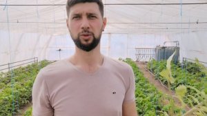 Признаки нехватки фосфора у томатов!