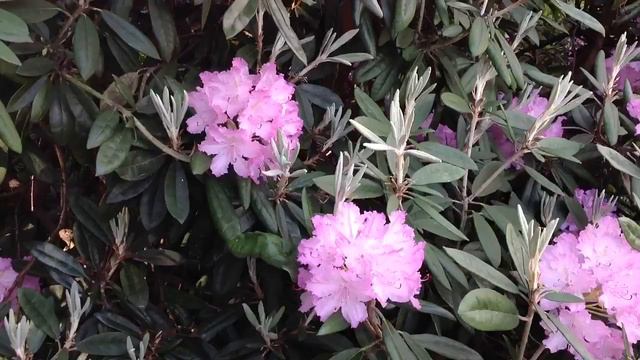 Rododendru kolekcija смотреть онлайн