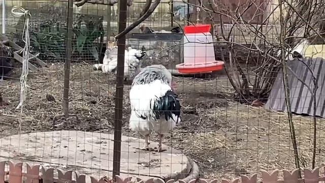 Куриные пленэры ? с  Мессерерами
