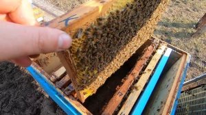 ПЧЕЛОВОДСТВО/РАБОТЫ НА ПАСЕКЕ В МАРТЕ/ПЧЁЛЫ КОРДОВАН ПОСЛЕ ЗИМОВКИ/УТЕПЛЯЮ И СОКРАЩАЮ ГНЁЗДА ПЧЁЛАМ