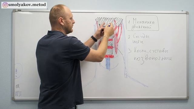Анатомия шеи человека