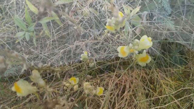 19 сентября праздник Михайлово чудо . Народные приметы и традиции смотреть онлайн