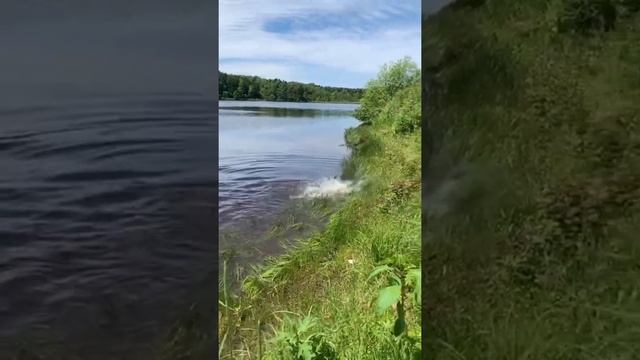 Нерест сазана