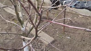 Суть обрезки плодовых. Урок по обрезке на клик семечковых.