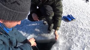 Крабалка.  Ловим крабов на мелководье,  Варим дома . Съёмка крабовых боёв под водой