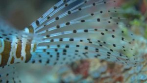Diving Ecoboo Maldives