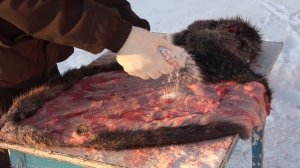 Разделка бобра \ бобр копчёный