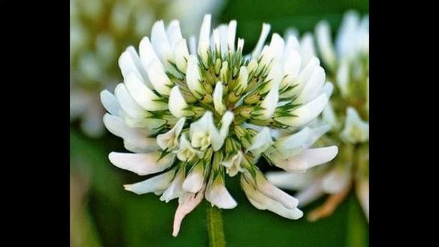 Біла конюшина смотреть онлайн