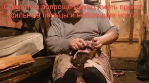 Снятая Шкура подготовка соболя к сдачи