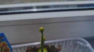 Хищное растение Венерина мухоловка. Дионея. Как цветёт Венерина мухоловка