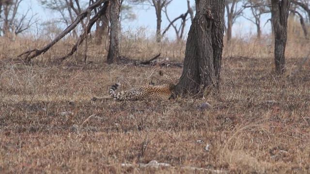 Africa - Tanzania - Serengeti - Afternoon Safari Game Drive смотреть онлайн