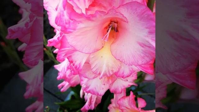 #цветы #цветок #сад #огород #флора #дача #лето #растение #природа #простаякрасота #flower #flowers смотреть онлайн